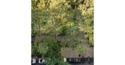 25 Tudor City Place, Unit 171, Murray Hill, Manhattan, NY 10017