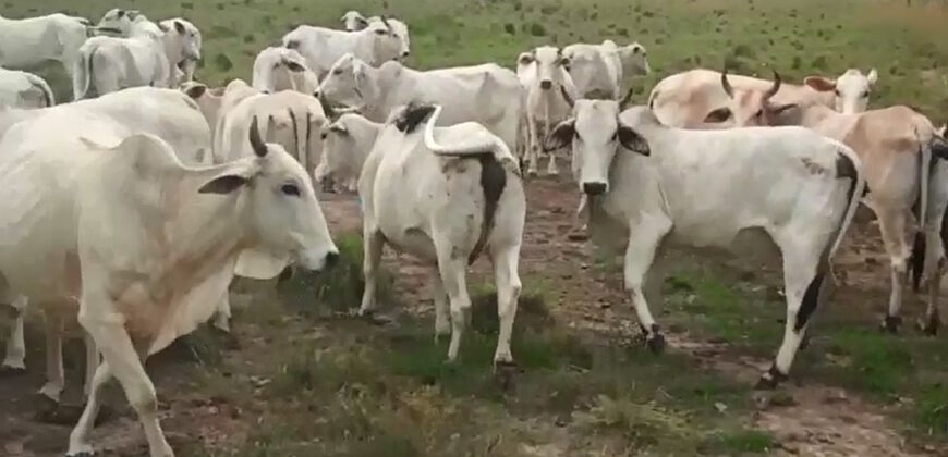 Fazenda à Venda em Flores de Goiás