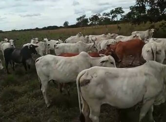 Fazenda à Venda em Flores de Goiás