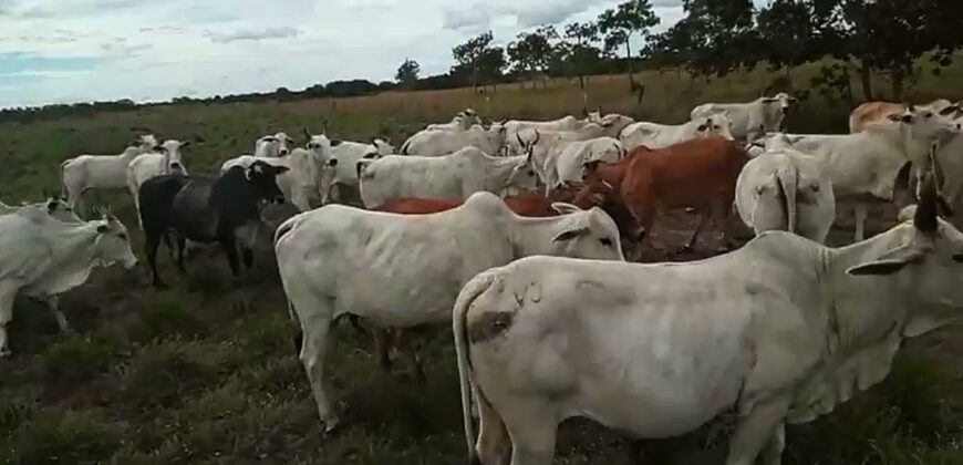Fazenda à Venda em Flores de Goiás