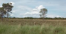 Fazenda à Venda em Flores de Goiás