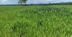 Fazenda à Venda em Iaciara Goiás