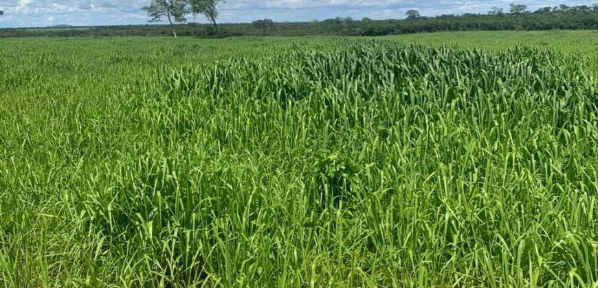 Fazenda à Venda em Iaciara Goiás