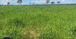 Fazenda à Venda em Iaciara Goiás