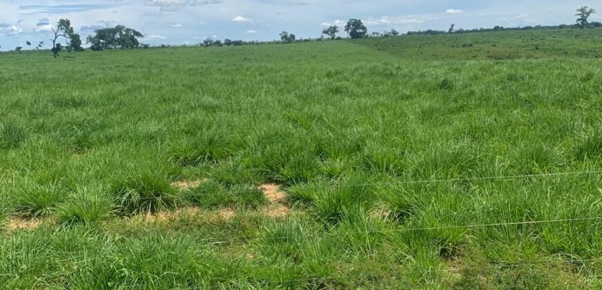 Fazenda à Venda em Iaciara Goiás
