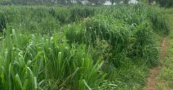 Fazenda à Venda em Iaciara Goiás