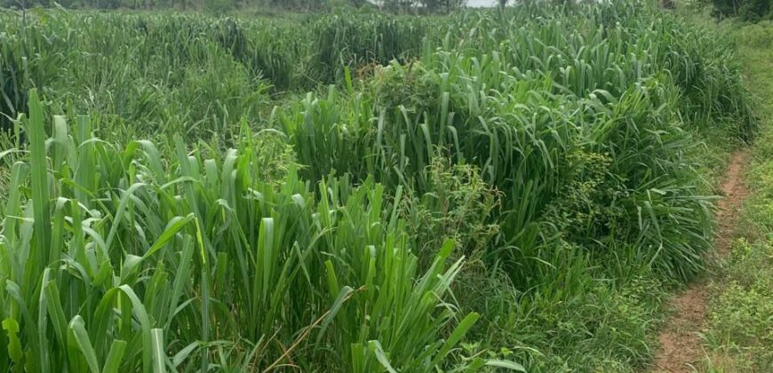 Fazenda à Venda em Iaciara Goiás
