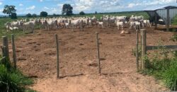 Fazenda à Venda em Iaciara Goiás