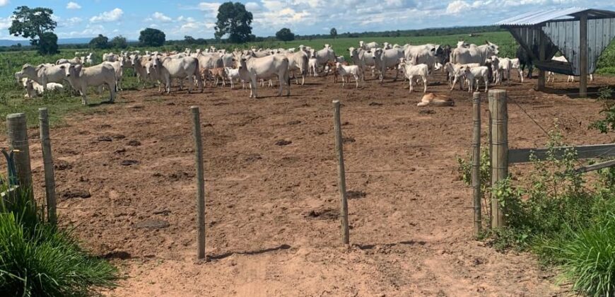 Fazenda à Venda em Iaciara Goiás