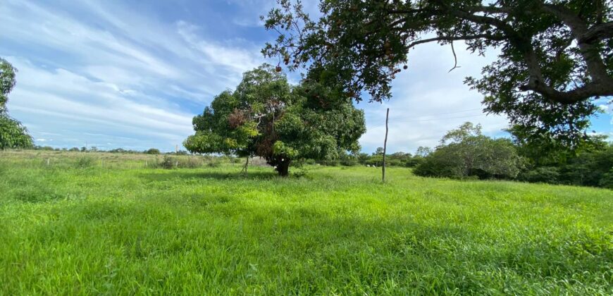 Fazenda à Venda no Município de Flores de Goiás